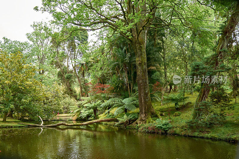 Terra Nostra花园是位于葡萄牙亚速尔群岛圣米格尔的热带世界